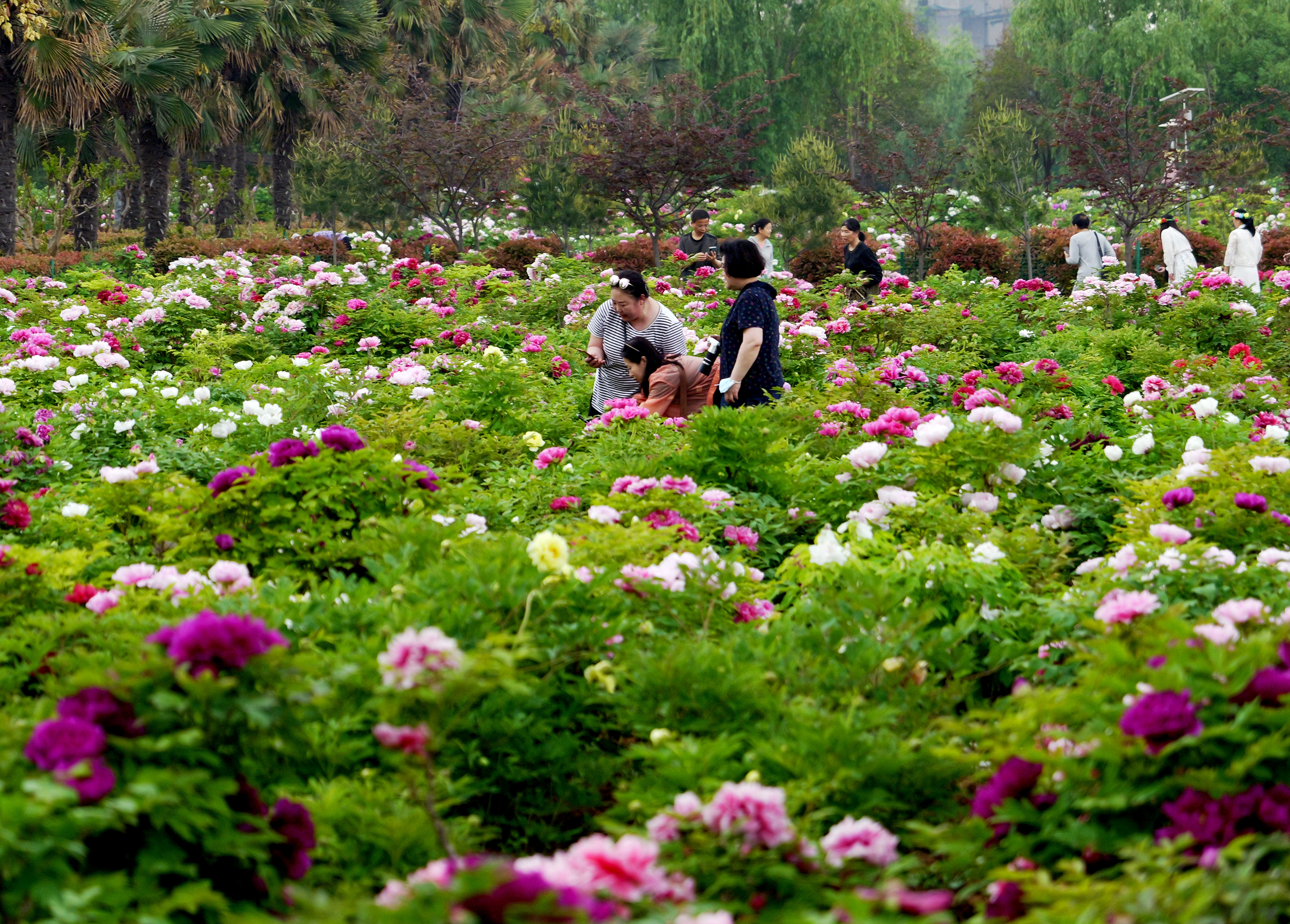 疑是洛川神女作书法,疑是洛川神女作的解释