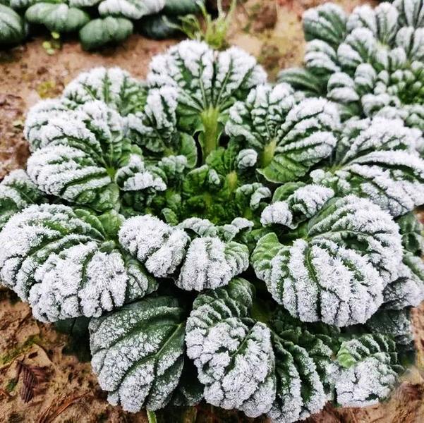 霜打菜和普通菜有什么差别,什么菜打了霜最好