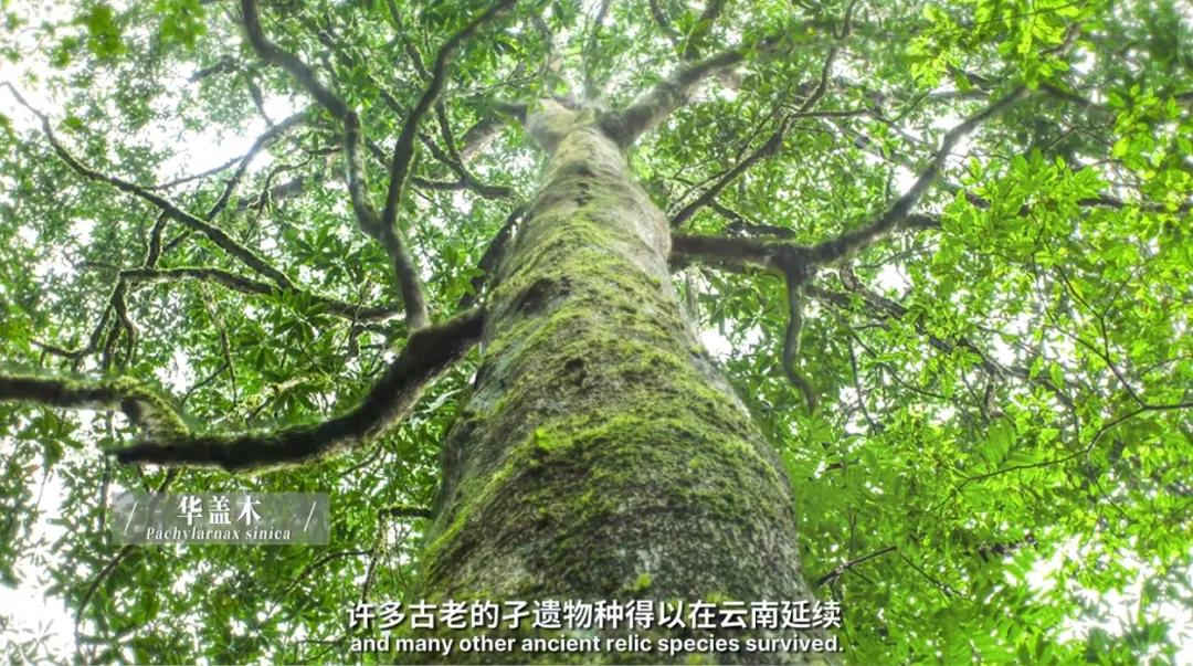 万千气象看云南|《什么是云南》，这就是云南！