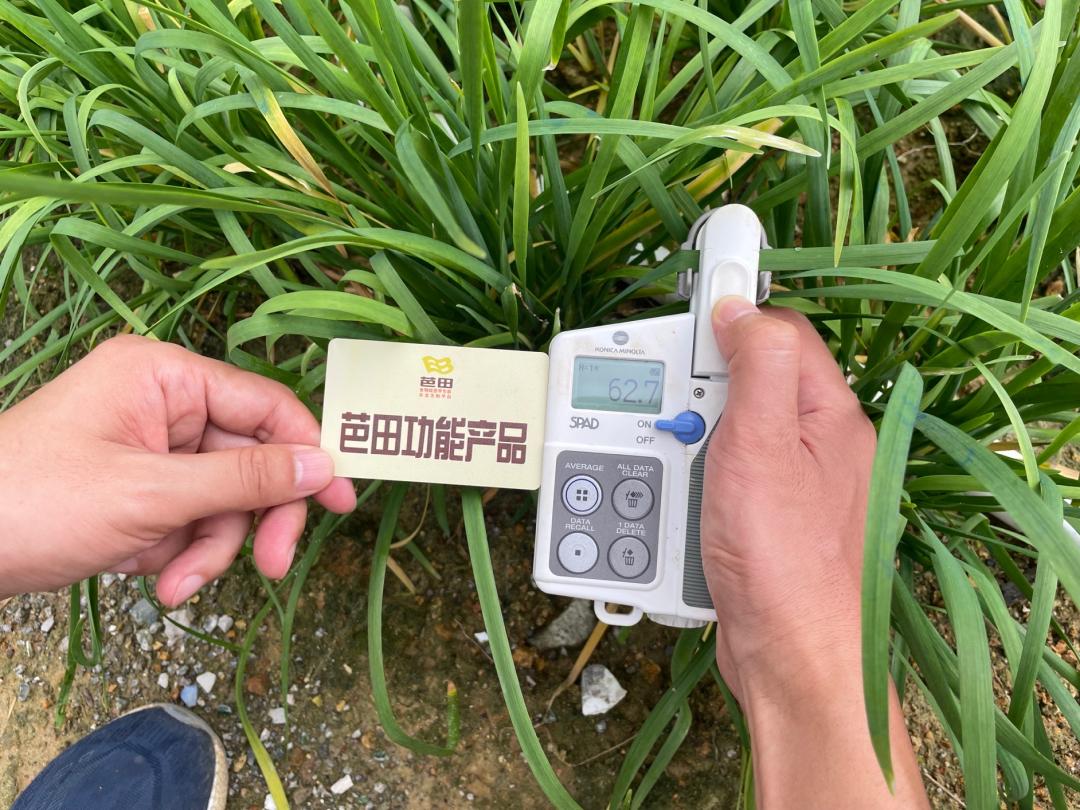 韭菜施什么肥料叶片大而肥厚,芭田肥料上大蒜的效果