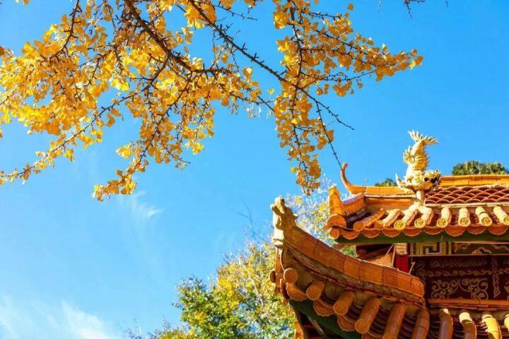 云南银杏熟了,云南银杏落叶