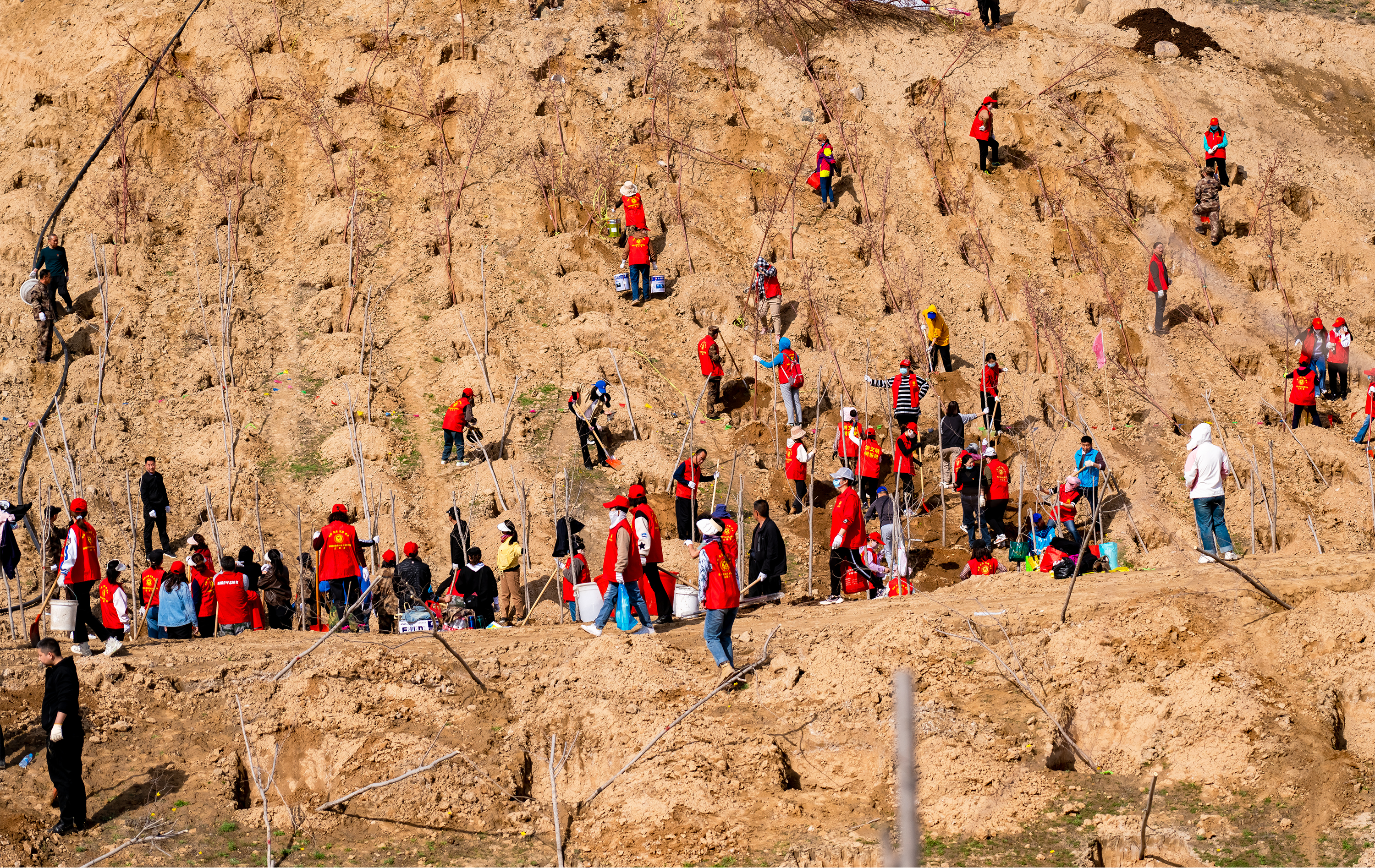 春季植绿正当时米东区再添380亩新绿