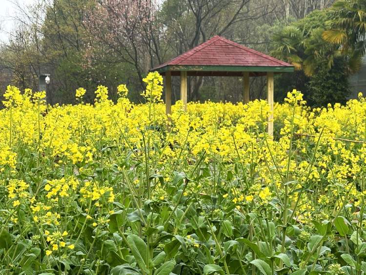 早上海头条㉞志愿者“老记”在周到平台连连发文收获大;梅花未谢,春花已浓;春天就要吃这些“鲜”味……