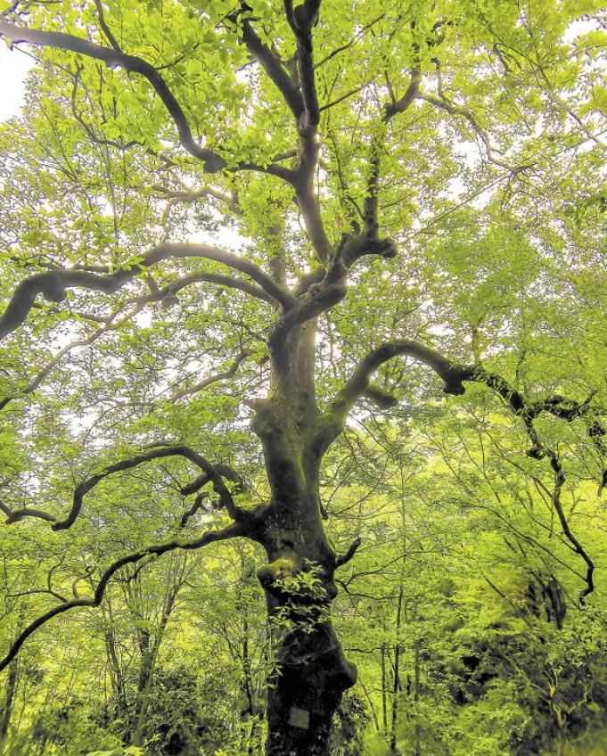 湖南安化椤木石楠古树,湖南安化千年红豆杉
