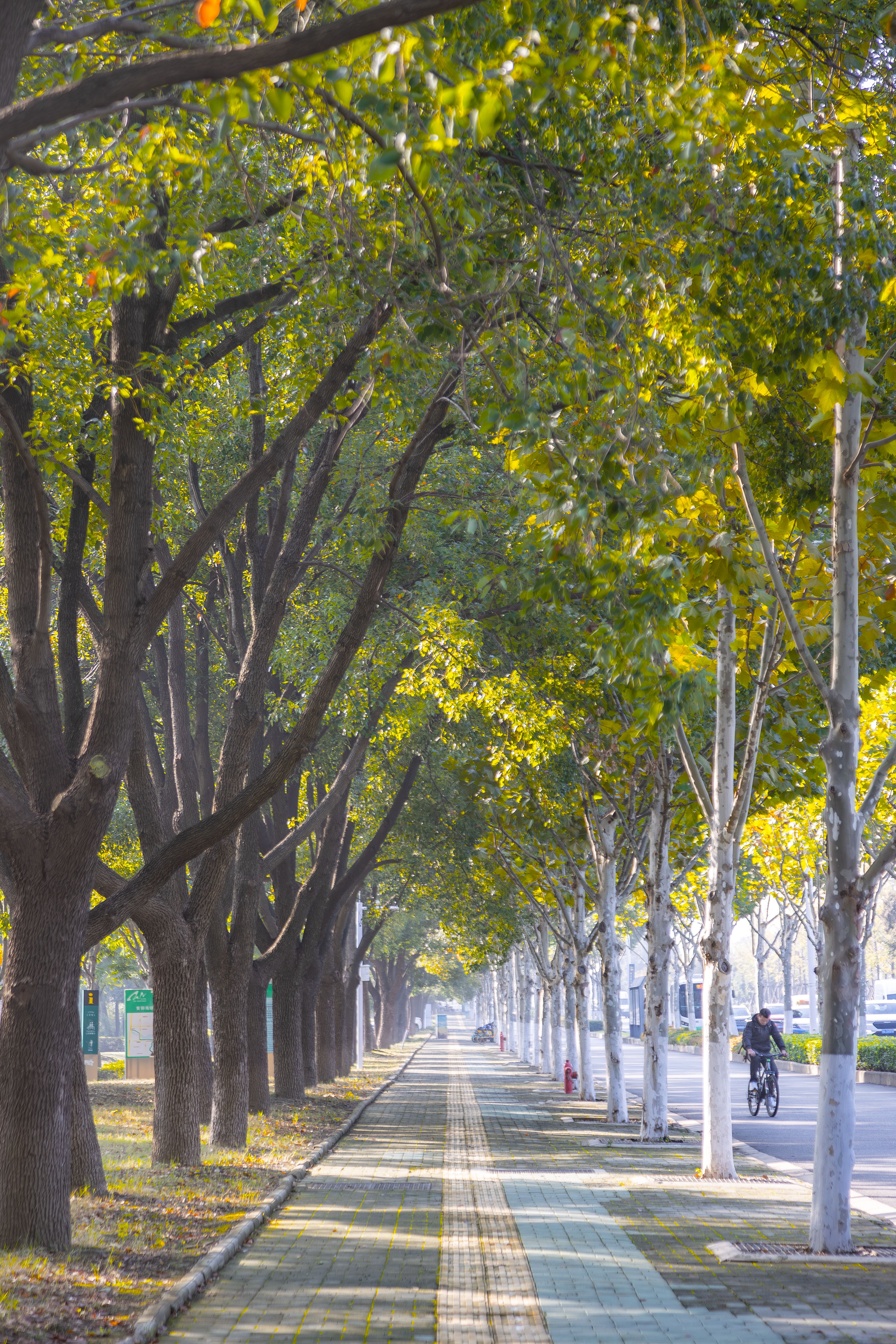 东西湖的园林“Tony”剪出好“心”情