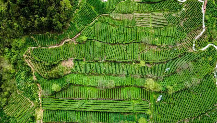 神农架木鱼茶园,木鱼镇春暖茶飘香茶农采摘忙