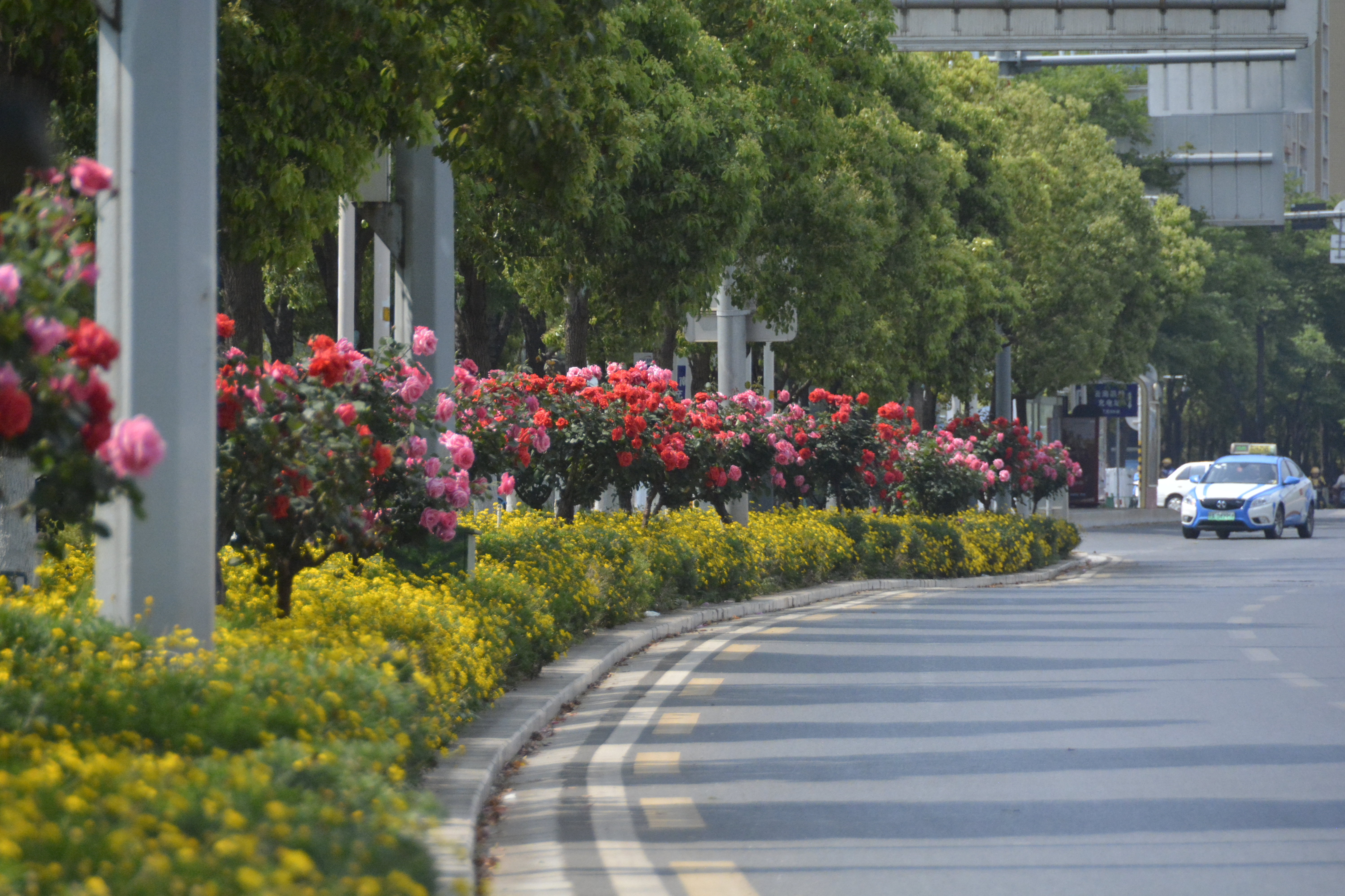 昆明繁花似锦的绿化带专打“高端局”他们在背后“上大分”