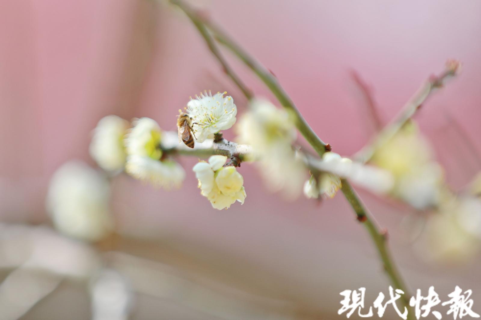 小青梅释放大活力，跟着南农教授体验“梅”好生活