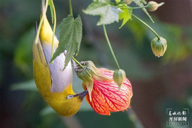 有一种叫云南的生活｜在曲靖，邂逅飞舞的精灵“绣眼鸟”