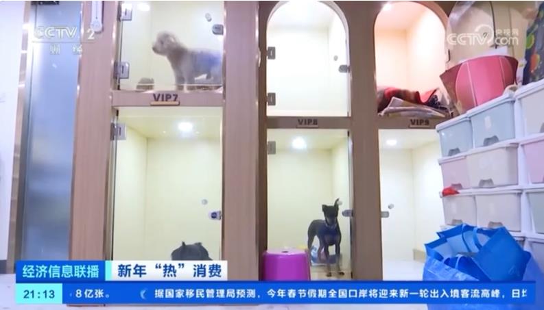 宠物寄养所的条件简直太奢华了,春节前宠物寄养火热一床难求