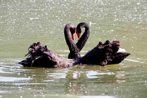 「自然之家」鹅丁兴旺扬州的黑天鹅从哪来？又会去哪？