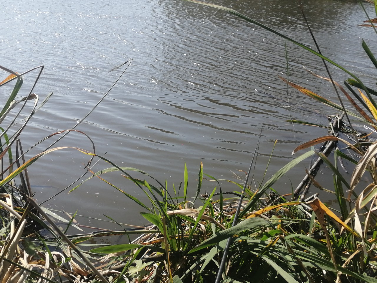 「双11」寒潮来袭检验是否空军，什么用蚯蚓也能上草鱼？