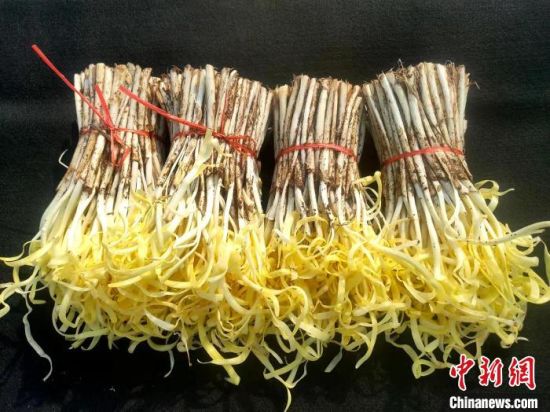 甘肃民勤韭黄,民勤砂罐韭黄