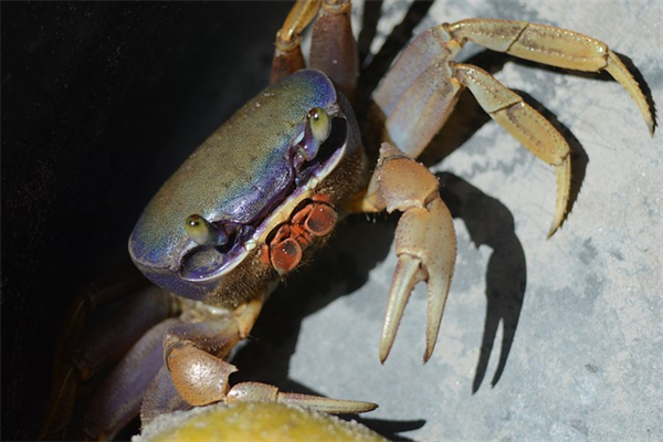听螃蟹的声音,野生蟹如何捕捉