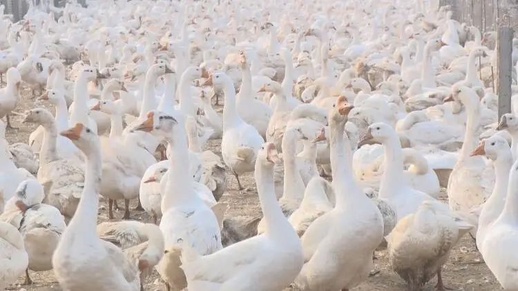 养鹅合作基地有哪些,农民创业致富好项目养鹅