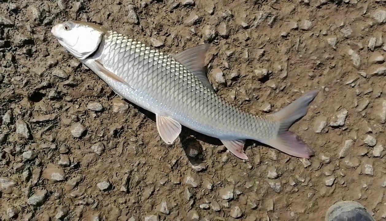 顶漂和黑漂是什么意思,顶漂上鱼和黑漂上鱼有什么区别