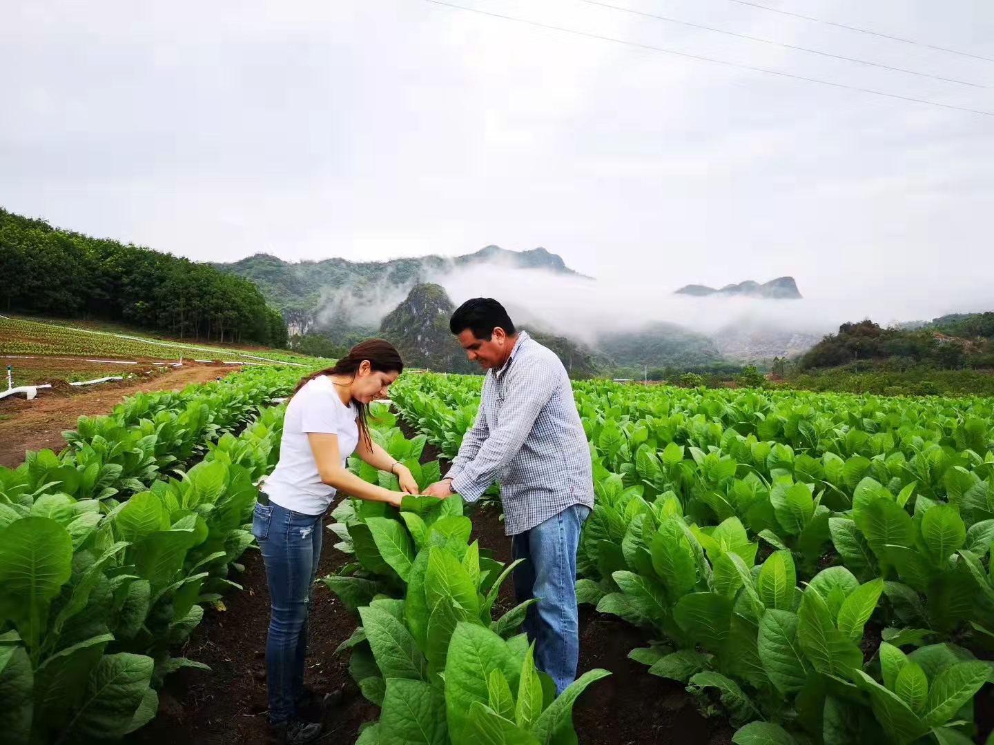 尼加拉瓜雪茄种植,中国雪茄种植