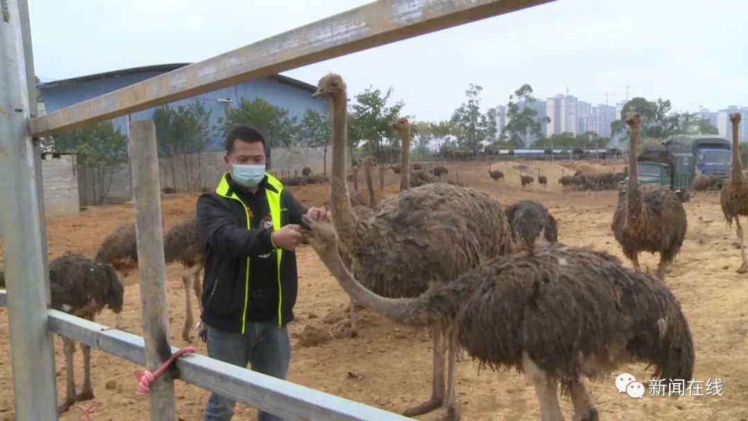 视频广西数十只鸵鸟凌晨上街狂奔,广西街头成群鸵鸟越狱街头狂奔