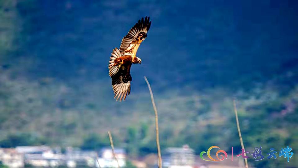 国家级保护动物游隼,国家保护动物游隼照片