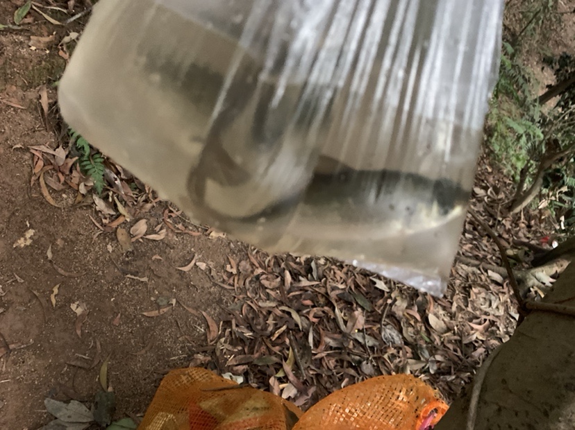 野钓鲫鱼爆护的最佳方法,冬季野钓鲫鱼小鱼闹窝严重怎么办