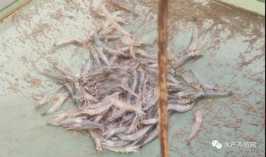 对虾今日虾价格最新行情,2022对虾价格元宵会涨吗