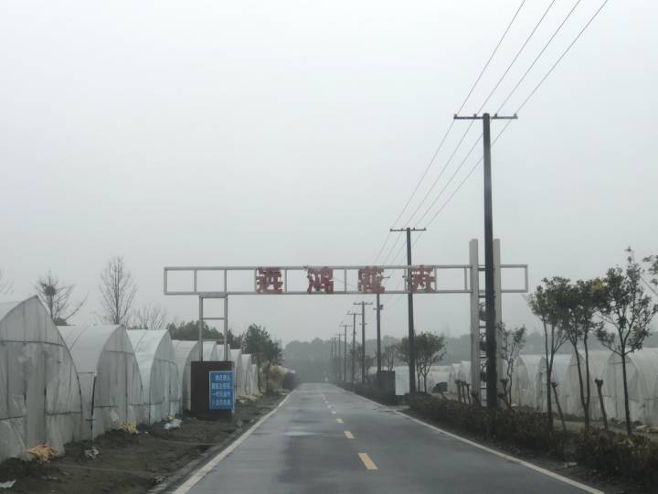 年销五六十万株，你家中摆的蝴蝶兰可能来自杭州这里！来小时晒元宵，送你年宵花