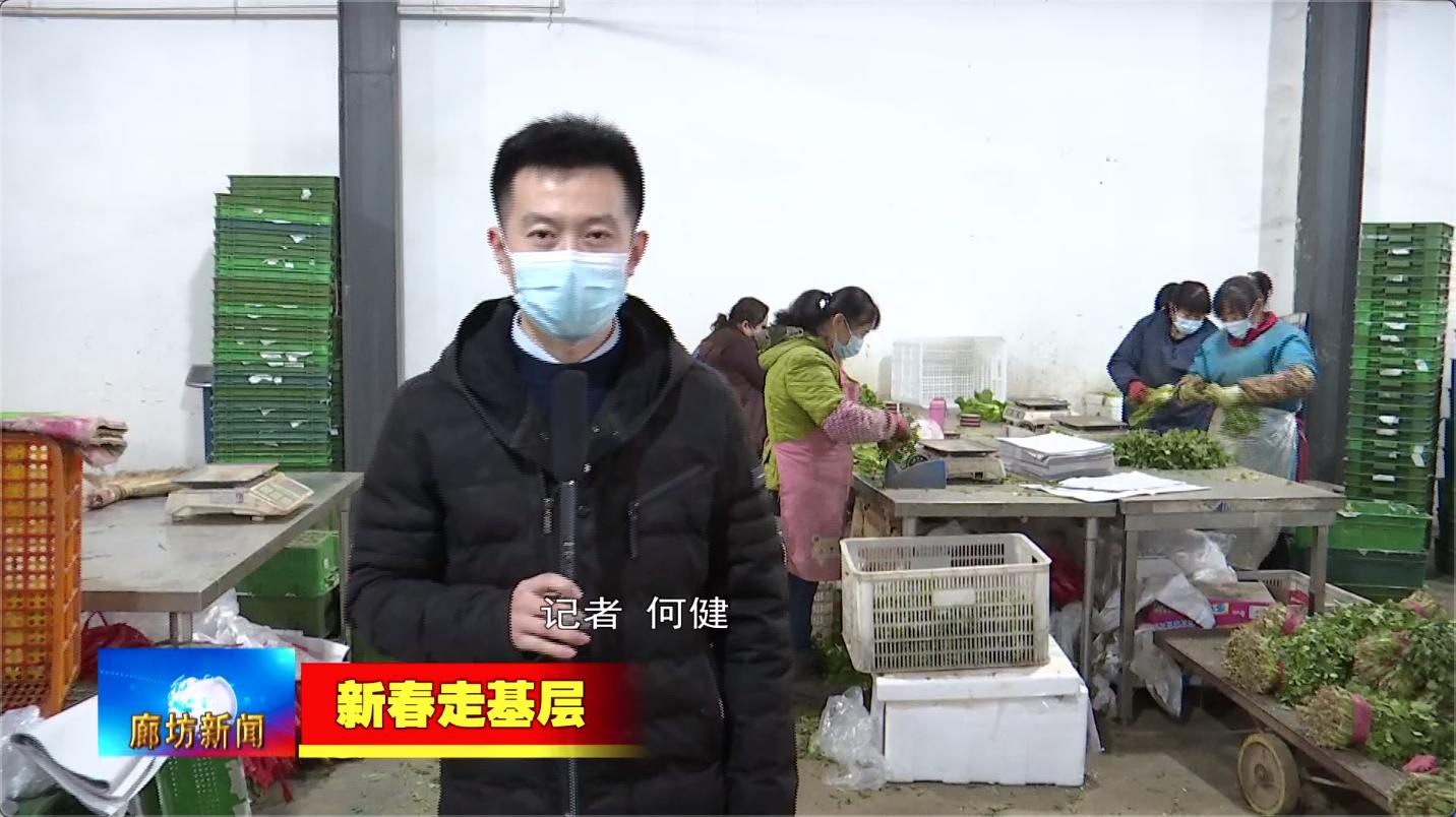 「新春走基层」香河县鲜速达蔬菜合作社：蔬菜基地春意浓“菜篮子”生产保供应