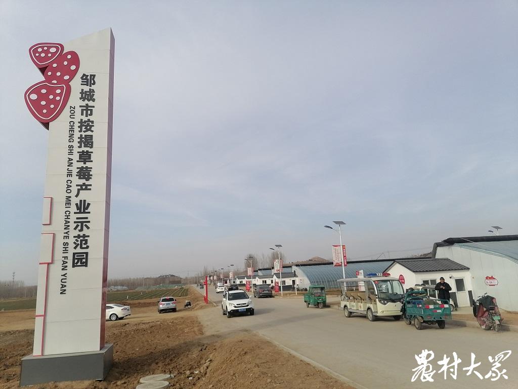 按月付息，按年还本，在邹城种草莓也能“按揭”了