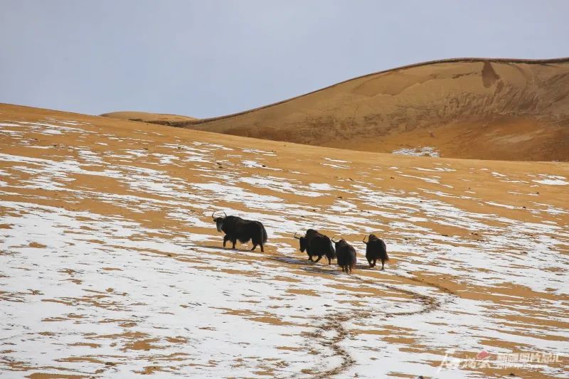滴！跟着CCTV的镜头打卡*疆新**之春