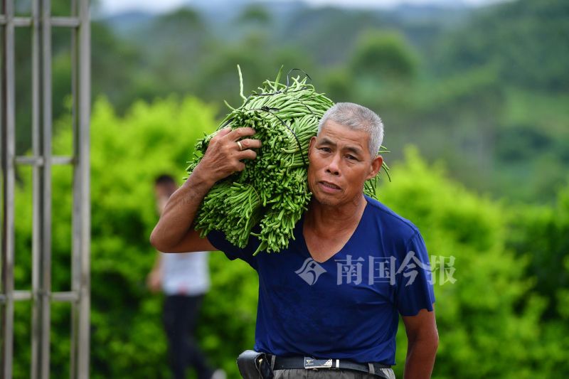 柳州螺蛳粉的配料和制作方法,正宗柳州螺蛳粉酸豆角