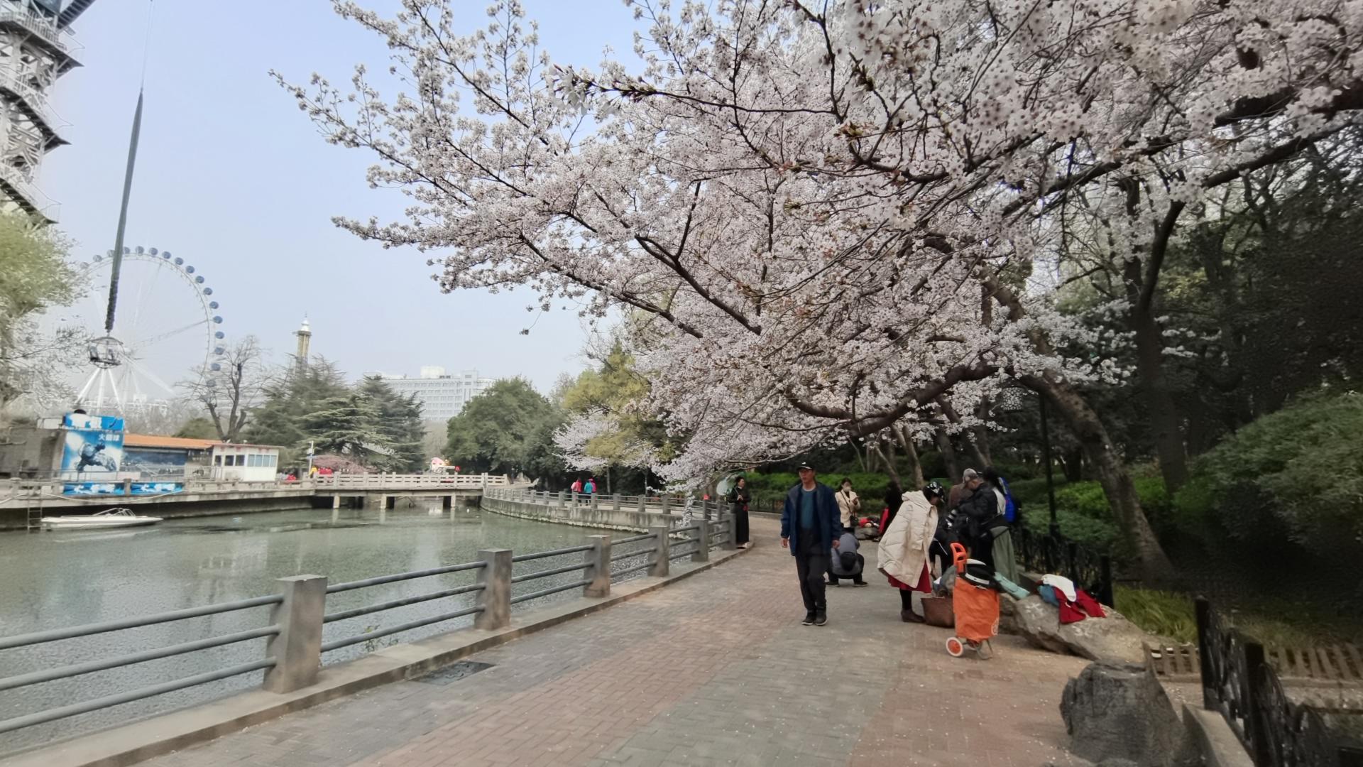 为啥古代的樱花诗较少？目前樱花品种多为“舶来品”