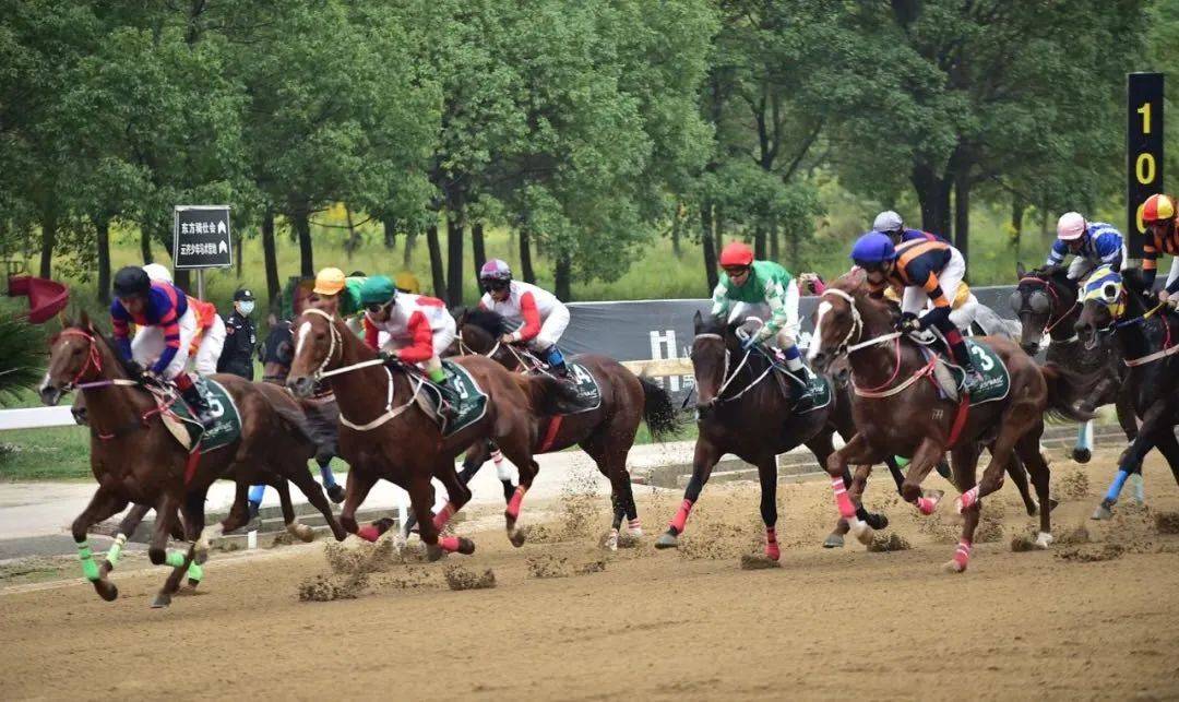 海南赛马为什么要等到2025年,海南赛马场近况