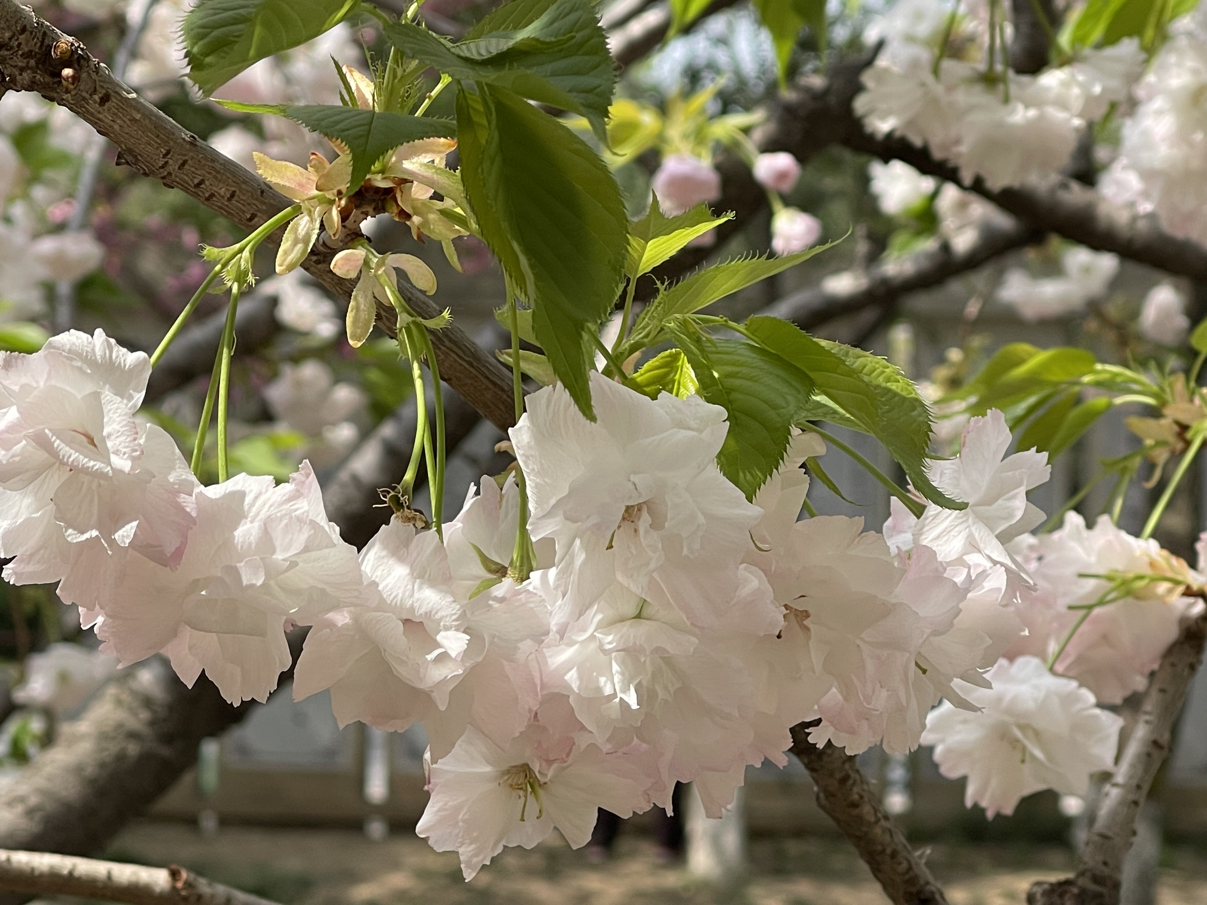 河滨公园樱花盛开花香弥漫,春天必打卡的桃花樱花海棠花胜地