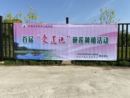 快讯！春来种藕夏赏莲庐山植物园专家教广电小记者种碗莲