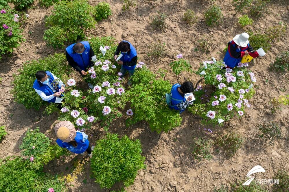 菏泽百花争艳惹人醉,菏泽最著名的牡丹花有什么