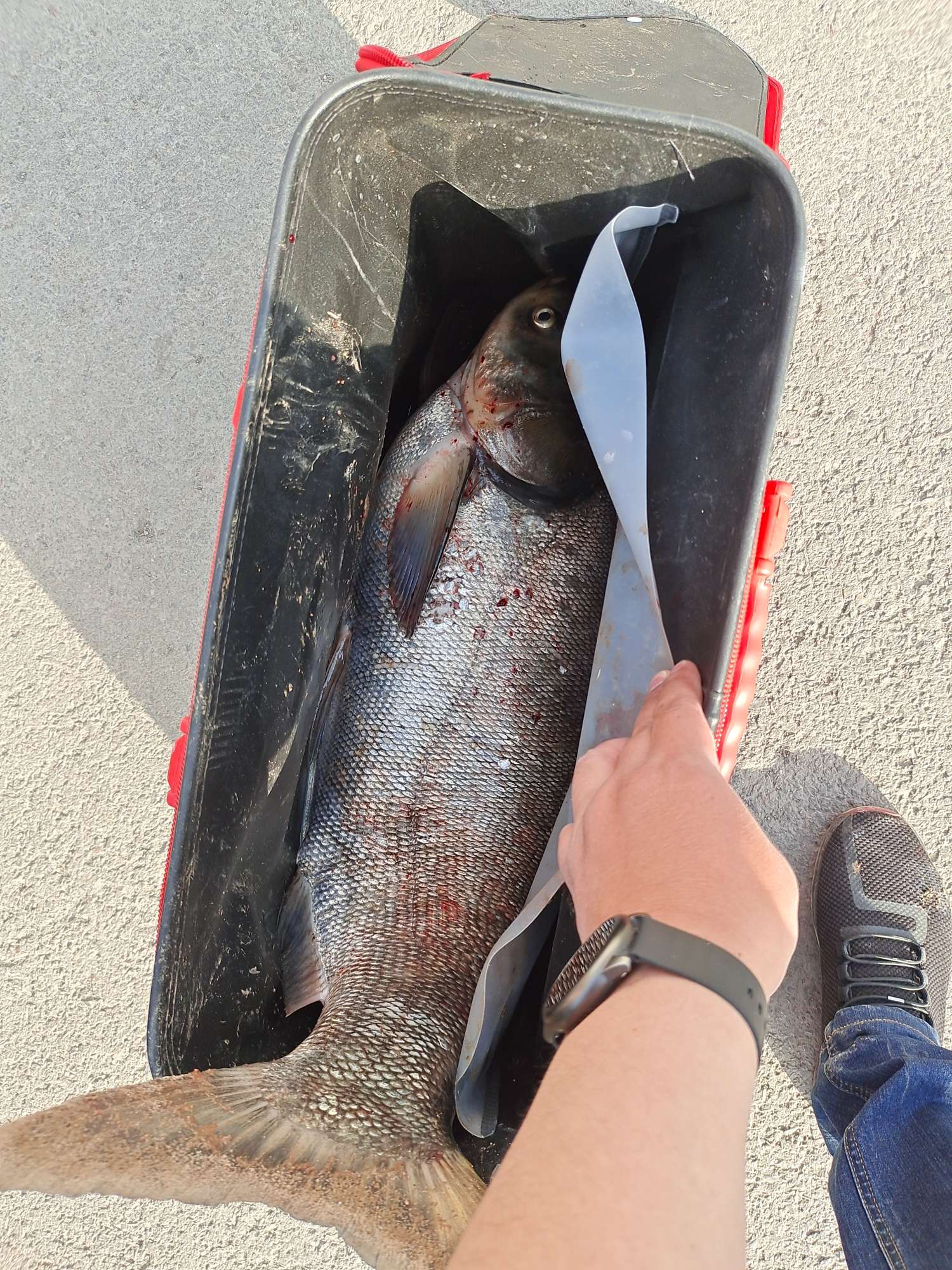 「四月渔获」27斤巨物！刷新个人单尾记录