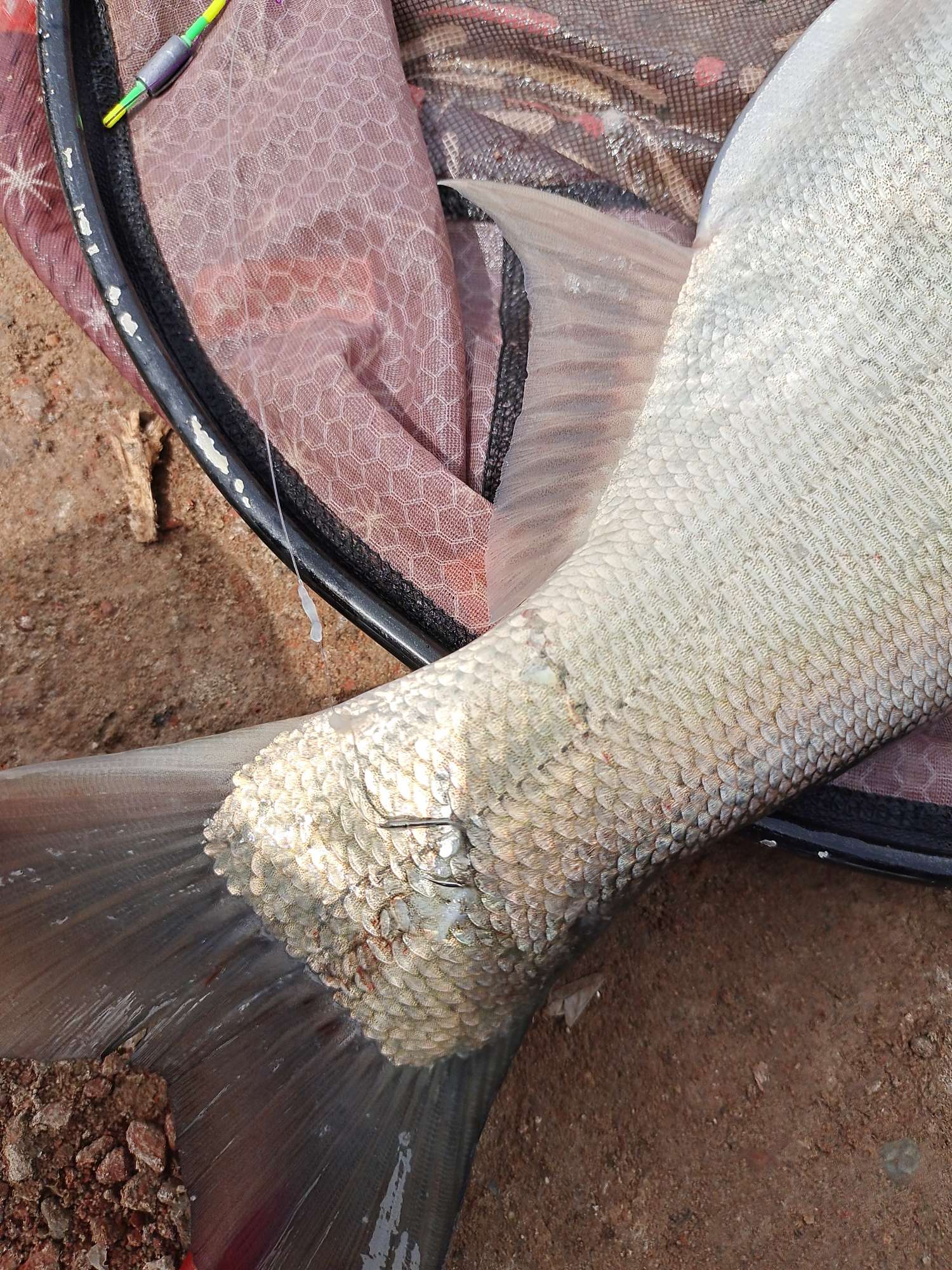 「四月渔获」27斤巨物！刷新个人单尾记录