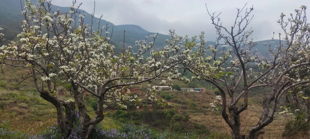 美轮美奂的天然茶园简直恍如仙境,华蓥市红岩茶园