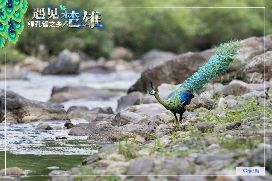 遇见楚雄绿孔雀之乡,遇见绿孔雀之乡楚雄