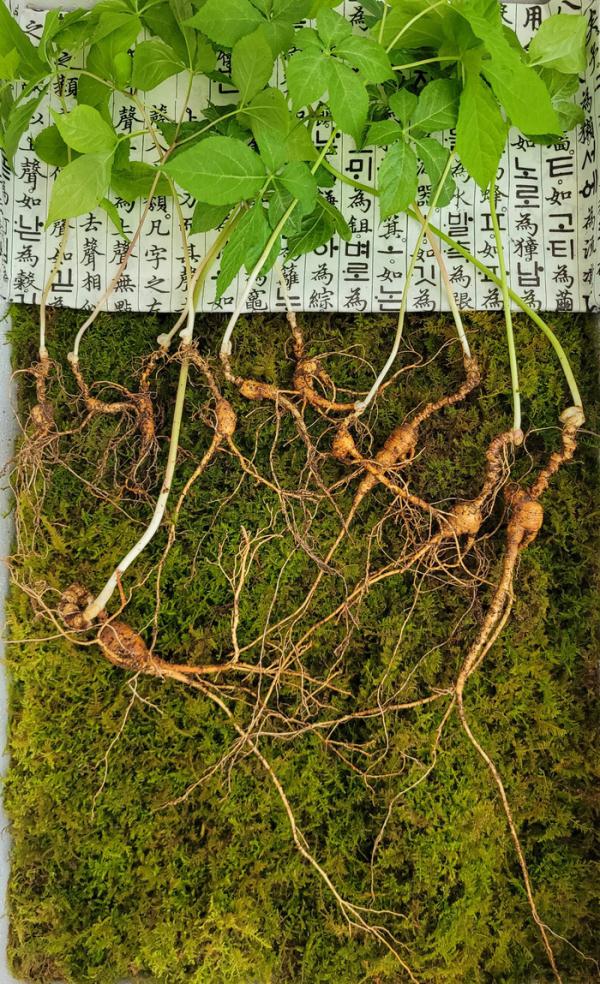 挖参人深山挖到百年孩儿参,韩国采参人挖到野生百年孩儿参