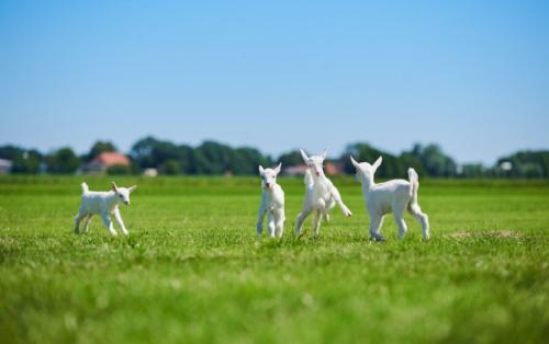 佳贝艾特奶粉口碑最好的前十名,央视十大公认最好奶粉佳贝艾特