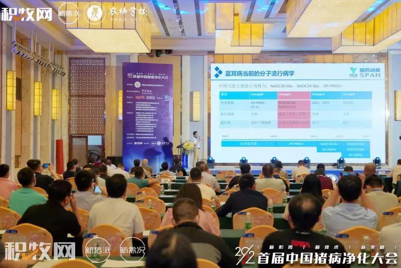 徐敏：实现安全性和免疫原性的平衡，PC株疫苗安全性极佳，可用于蓝耳病的防控和净化