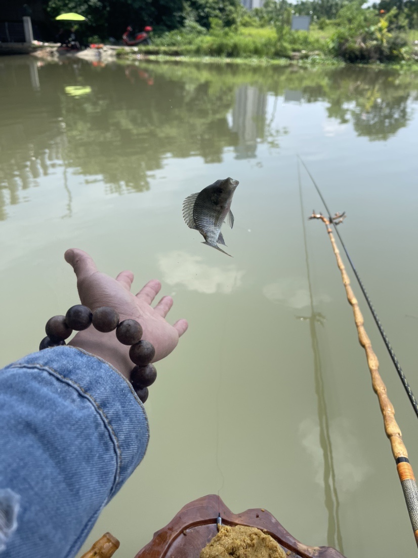 「518」小罗非垂竿自上，清道夫碳烤“美味”眼泪流