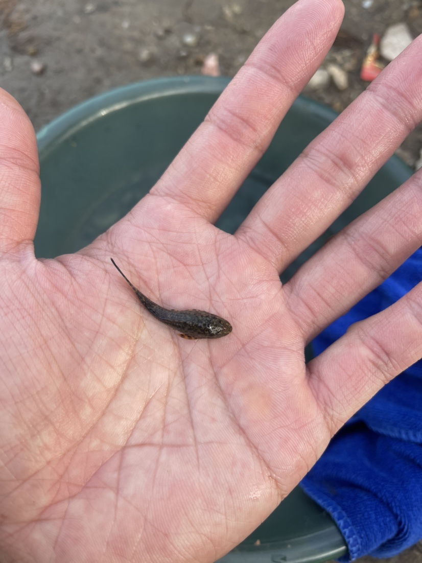 「518」小罗非垂竿自上，清道夫碳烤“美味”眼泪流