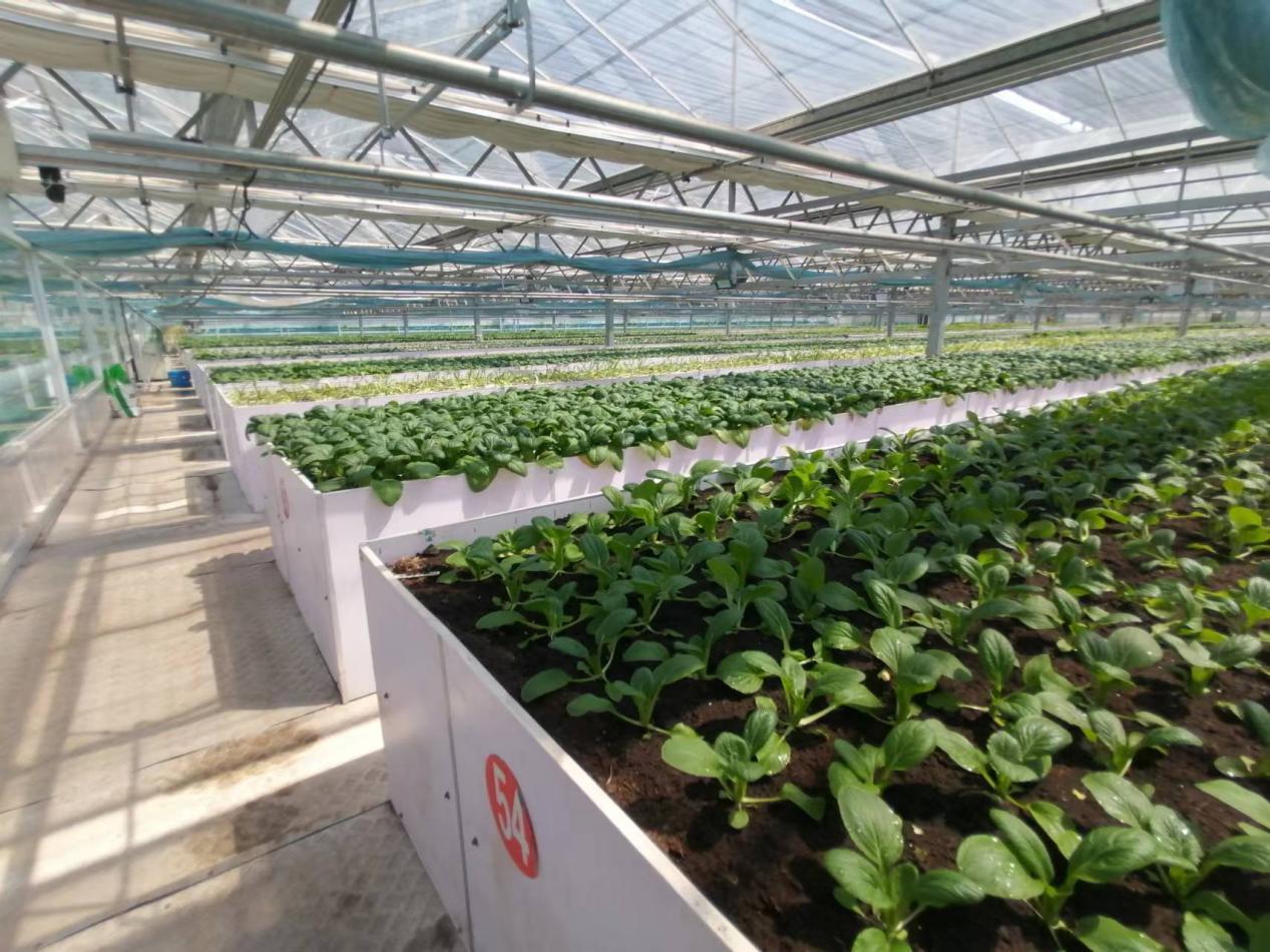 从空壳村逆袭为示范村,从贫困村到乡村蝶变