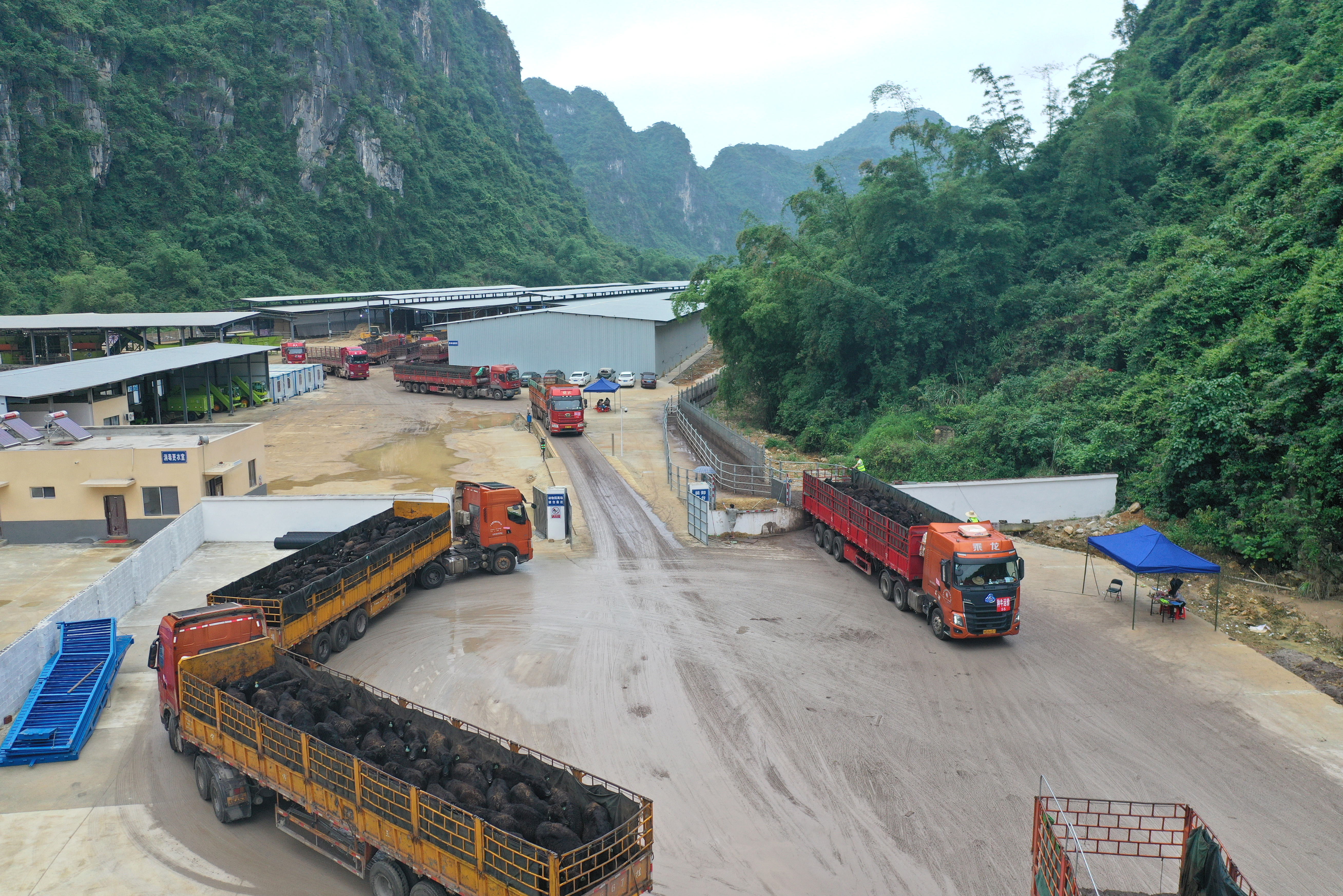 （经济）万头新西兰种牛将“落户”崇左