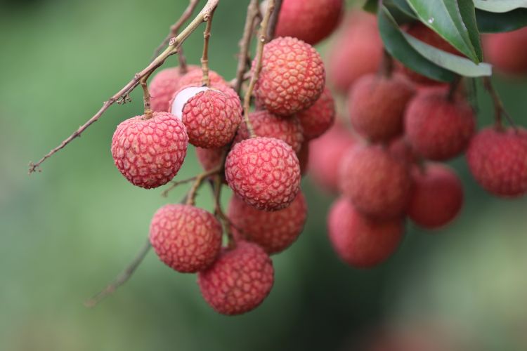 绾㈣崝椋橀骞夸笢鑼傚悕,鑼傚悕绾㈣崝椋橀