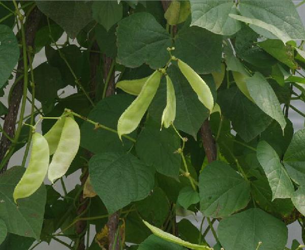 儿时的记忆你曾经也经历过吗,小时候你偷过的东西