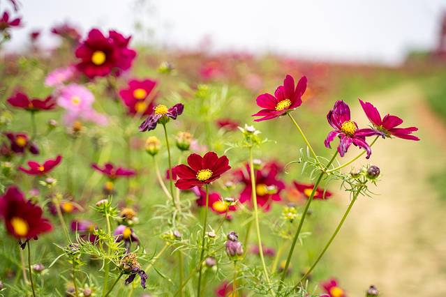 铜陵文化历史,安徽铜陵文化特色