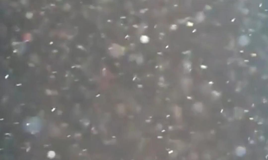 房间出现很多小虫怎么解决,家里白色细微小虫怎么处理